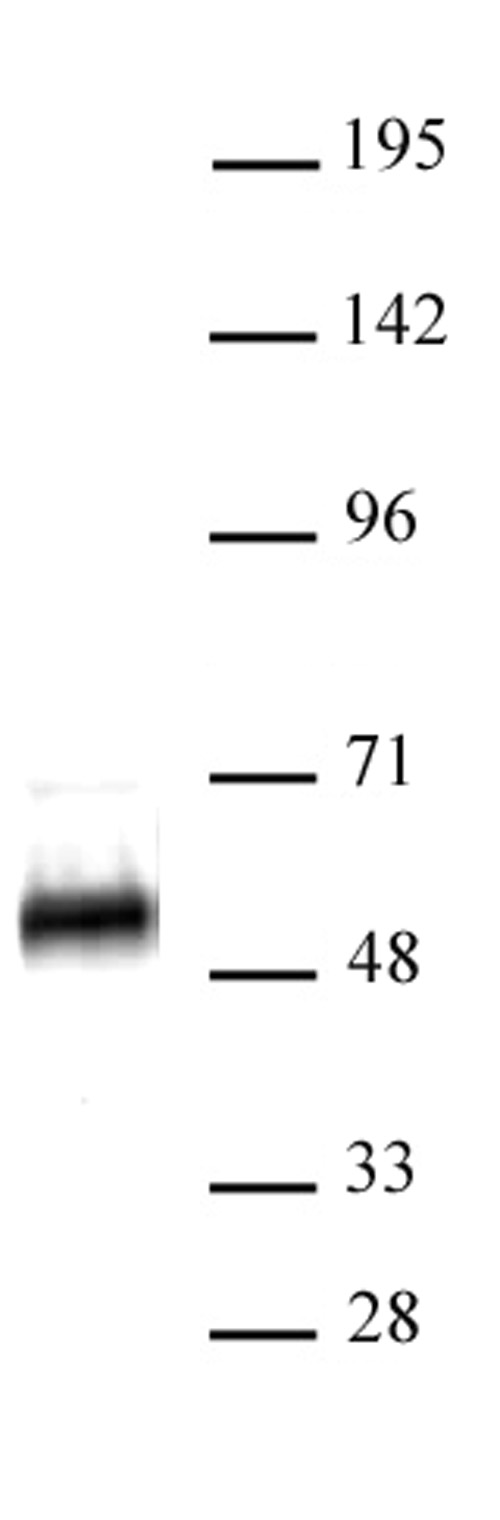 p53 antibody (pAb) tested by Western blot.