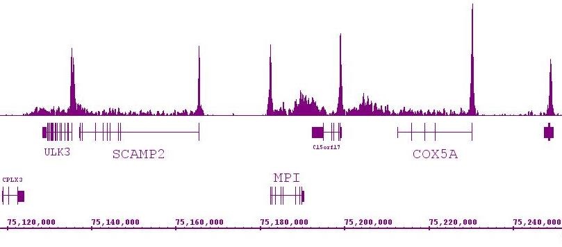 RNA pol II antibody (mAb) tested by ChIP-Seq.