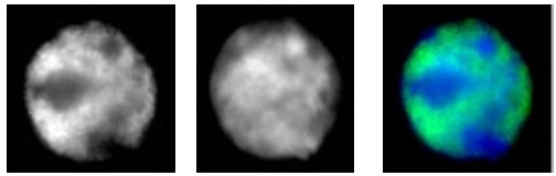 RNA pol II antibody (mAb) tested by immunofluorescence.