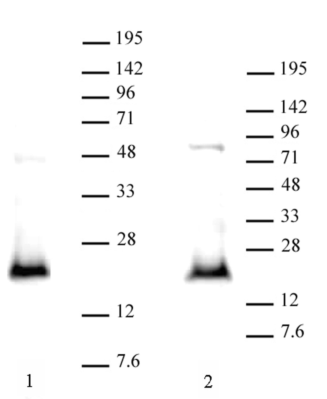 CDKN2A p14ARF antibody (pAb) tested by Western blot.