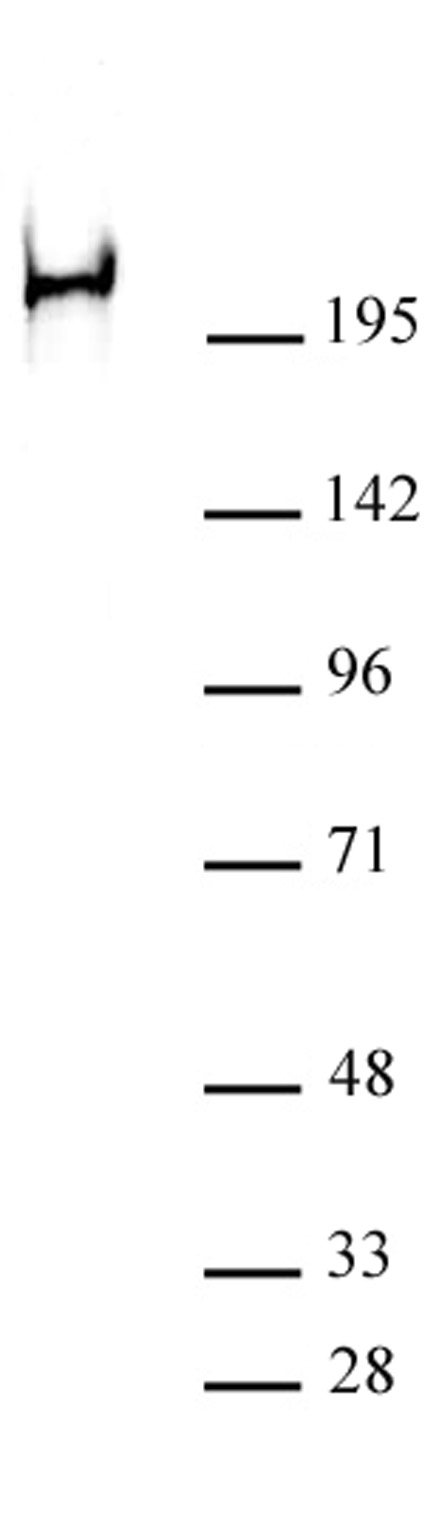 RNA pol II CTD phospho Ser2 antibody (mAb) tested by Western blot.
