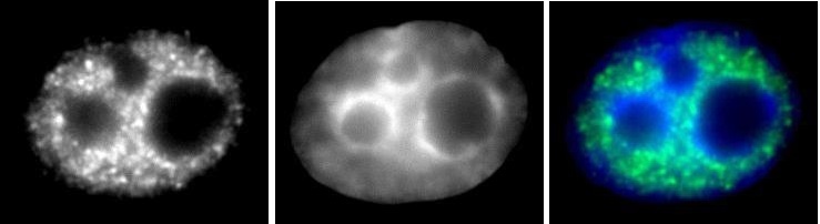RNA pol II CTD phospho Ser5 antibody (mAb) tested by immunofluorescence.