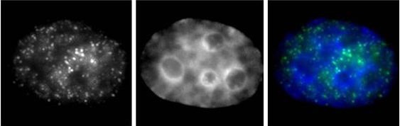 RNA pol II CTD phospho Ser7 antibody (mAb) tested by immunofluorescence.