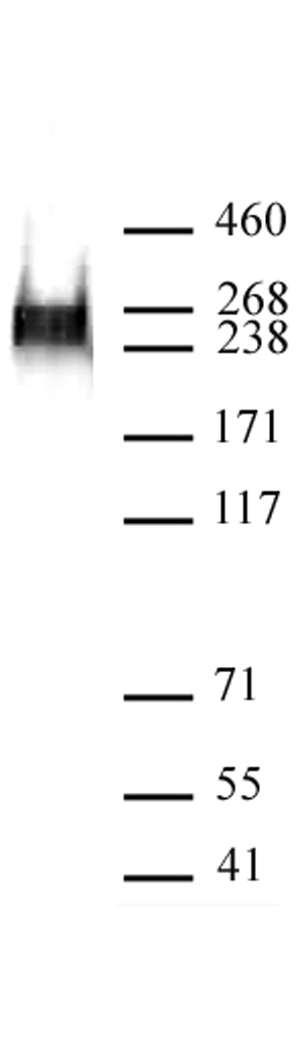 RNA pol II CTD phospho Ser7 antibody (mAb) tested by Western blot.