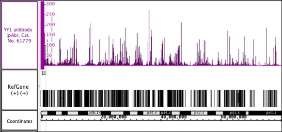YY1 antibody (pAb) tested by ChIP-Seq.