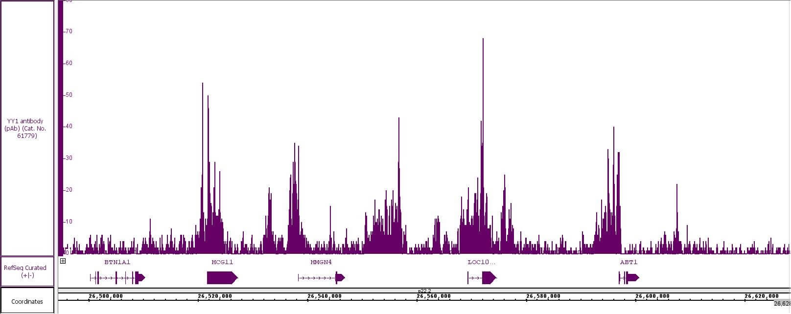 YY1 antibody (pAb) tested by CUT&RUN