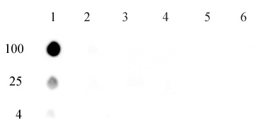 5-mCpA antibody (mAb)  tested by dot blot analysis.