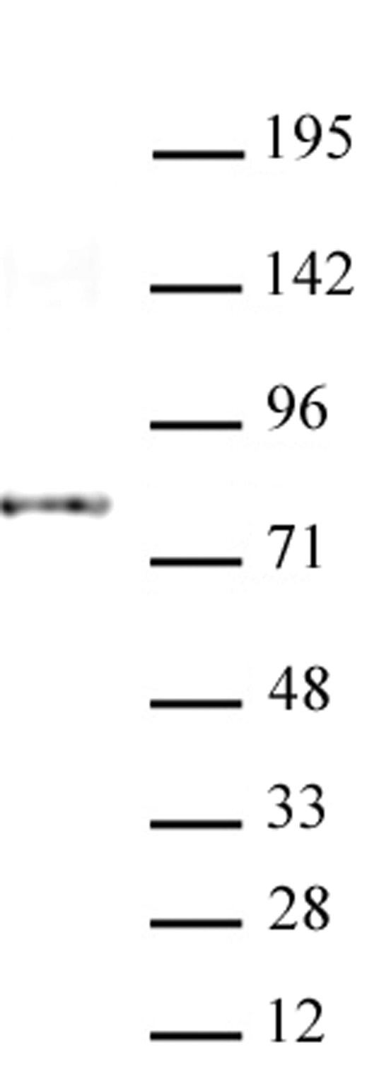 AATF / Che-1 antibody (mAb) tested by Western blot.