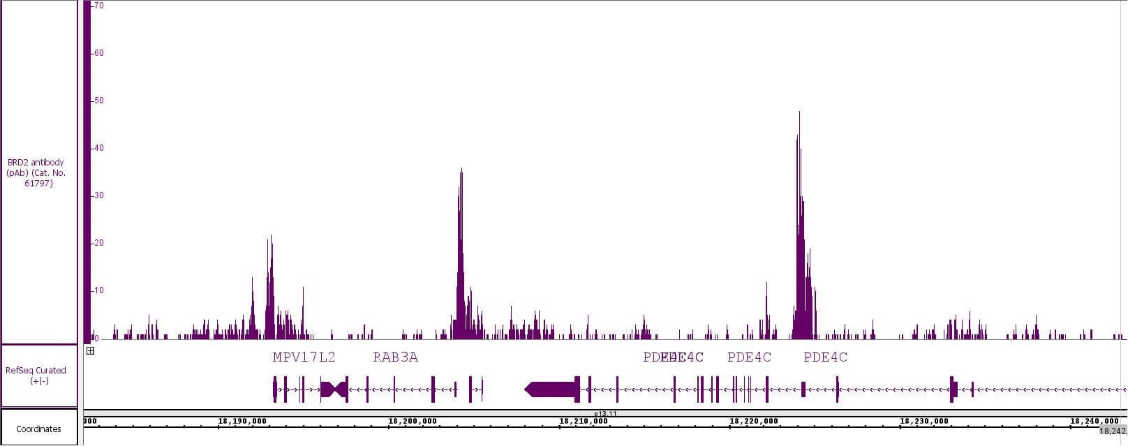 BRD2 antibody (pAb) tested by CUT&RUN