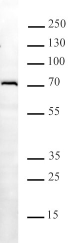 METTL3 antibody (mAb) tested by Western blot.