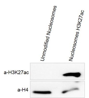 Recombinant Mononucleosomes H3K27ac - biotin  tested by Western blot.
