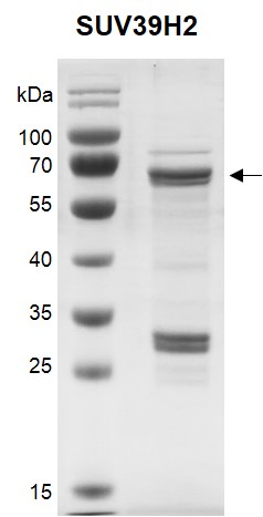 Recombinant SUV39H2 protein.