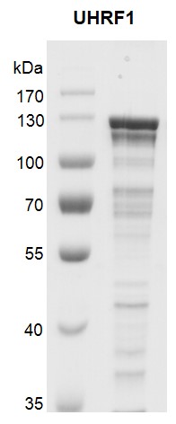 Recombinant UHRF1 protein gel.