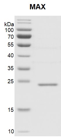 Recombinant MAX protein gel.