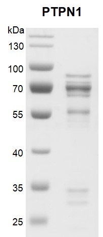 Recombinant PTPN1 protein gel