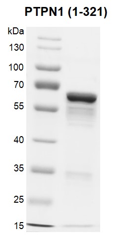 Recombinant PTPN1 (1-321) protein gel.