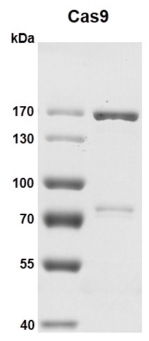 Recombinant Cas9 protein gel