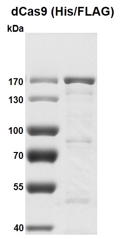 Recombinant dCas9 protein, His / FLAG Tag