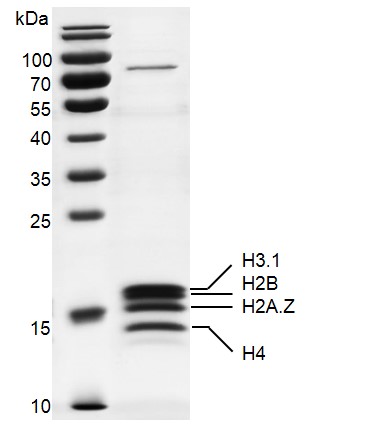 Recombinant Mononucleosomes (H2A.Z) 13% SDS-PAGE Coomassie staining