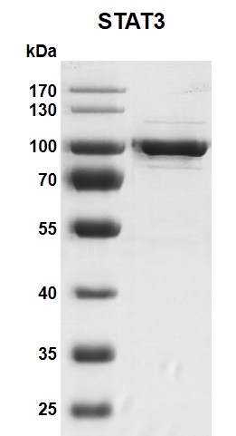 Recombinant STAT3 protein  gel
