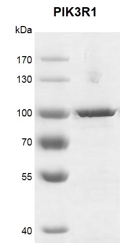 Recombinant PIK3R1 protein gel