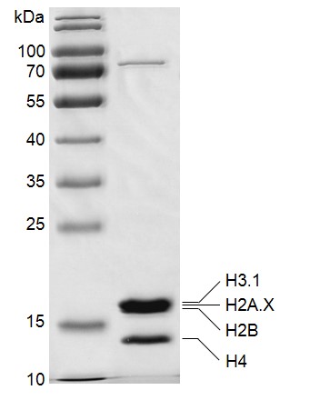 Recombinant Mononucleosomes (H2A.X) protein gel.