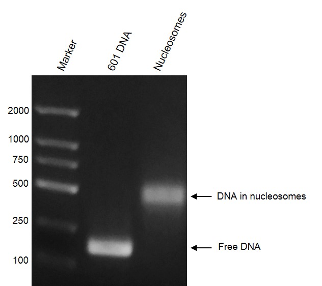 Recombinant Mononucleosomes (H2A.X) DNA gel.