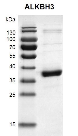 Recombinant ALKBH3 protein