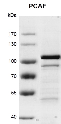 Recombinant PCAF protein gel