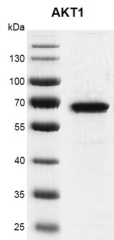 Recombinant AKT1 protein gel