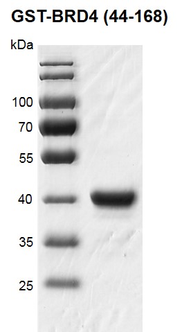 Recombinant BRD4 (44-168), GST-Tag protein gel
