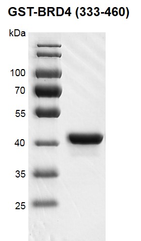Recombinant BRD4 (333-460), GST-Tag protein gel