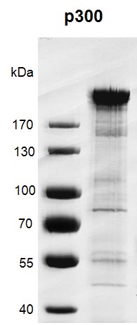 Recombinant p300 protein gel