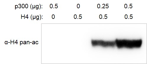 Recombinant p300 protein activity assay