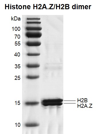 Recombinant Histone H2A.Z/H2B Dimer
