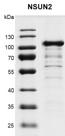 Recombinant NSUN2 protein