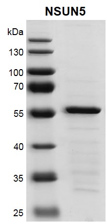 Recombinant NSUN5 protein