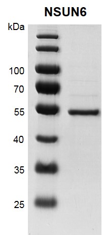 Recombinant NSUN6 protein