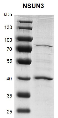 Recombinant NSUN3 protein