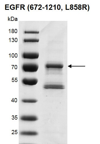 Recombinant EGFR (672-1210, L858R) protein