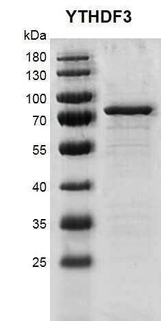 Recombinant YTHDF3 protein gel