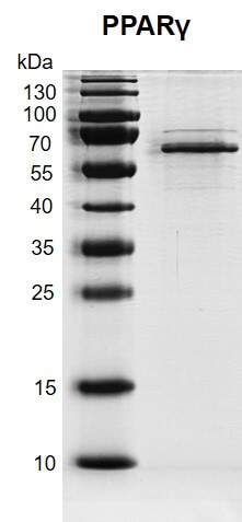 Recombinant PPARγ protein gel