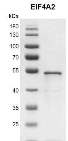 Recombinant EIF4A2 protein10% SDS-PAGE gel