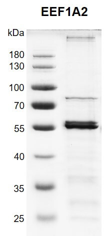 Recombinant EEF1A2 protein gel