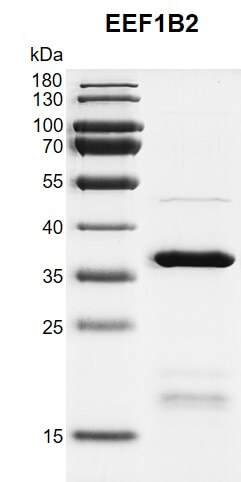 Recombinant EEF1B2 protein gel