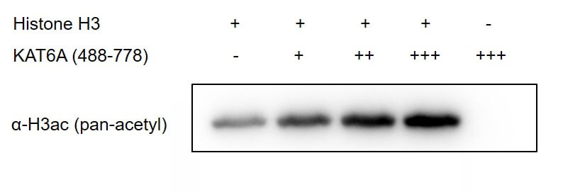 Recombinant KAT6A / MOZ (488-778) protein activity assay