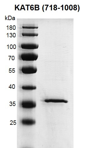 Recombinant KAT6B / MORF (718-1008) protein gel