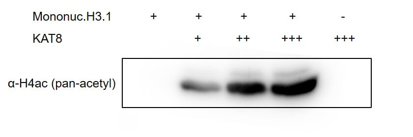 Recombinant KAT8 / MYST1 protein activity assay