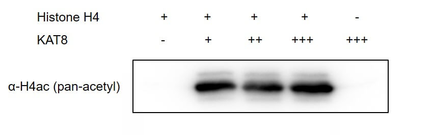 Recombinant KAT8 / MYST1 protein activity assay