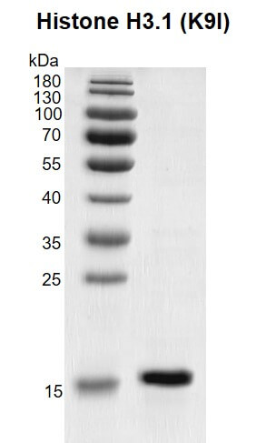 Recombinant Histone H3.1 (K9I) gel